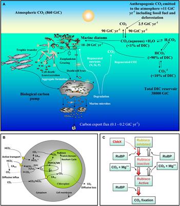 Carbon Dioxide Concentration Mechanisms in Natural Populations of Marine Diatoms: Insights From Tara Oceans